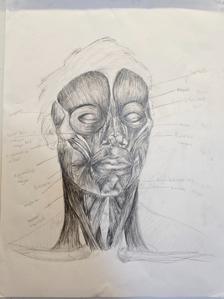 Muscle Study
