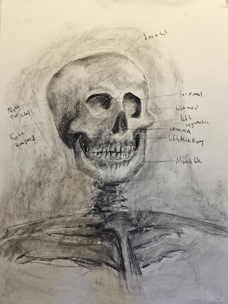 Bone Study